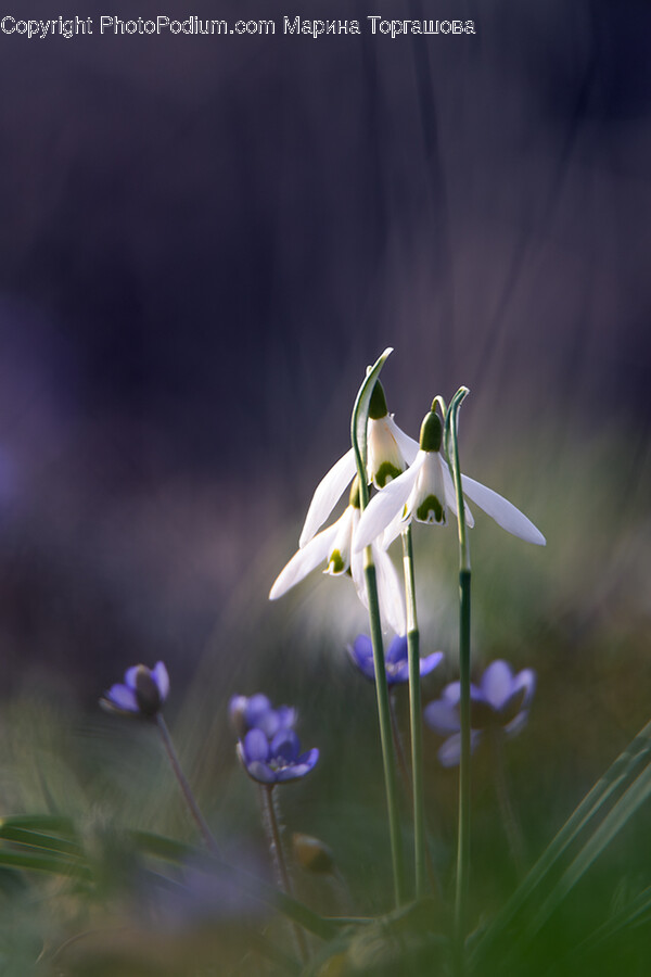 Flower, Plant, Amaryllidaceae, Geranium, Petal