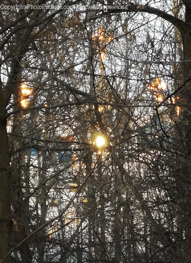 Flare, Light, Sunlight, Plant, Tree