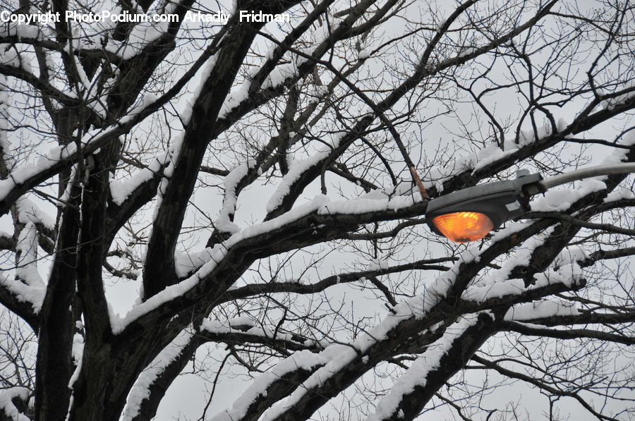 Plant, Tree, Fruit, Persimmon, Oak, Wood, Bird