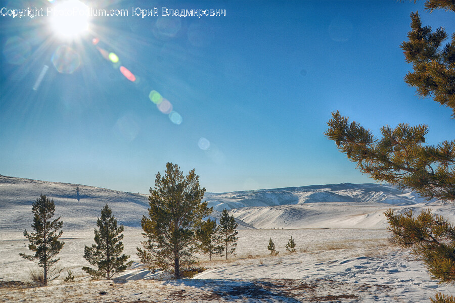 Plant, Tree, Fir, Flare, Light
