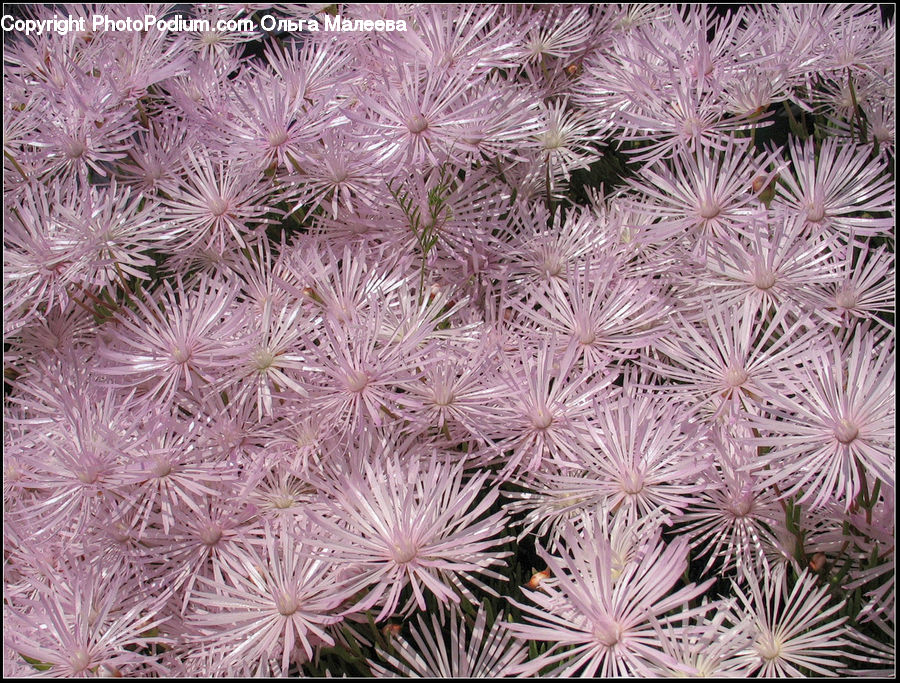 Blossom, Flora, Flower, Plant, Moss, Field, Grass