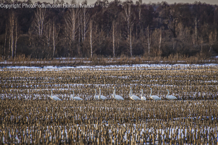Land, Nature, Outdoors, Animal, Bird