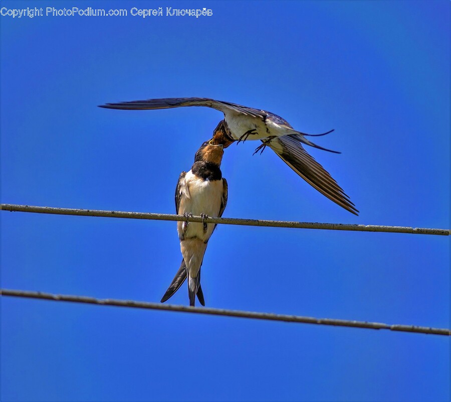 Animal, Bird, Flying, Swallow, Vulture