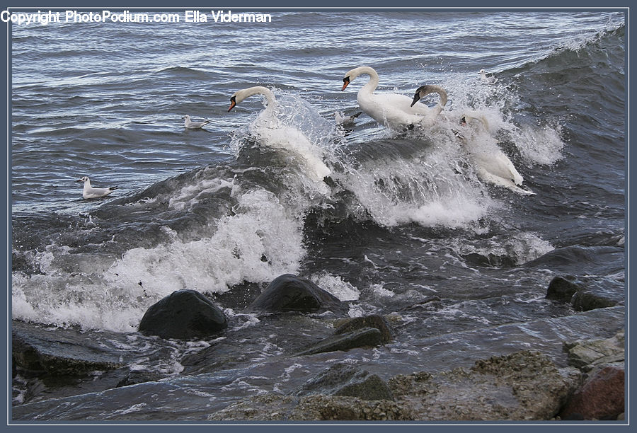 Outdoors, Sea, Sea Waves, Water, Bird, King Penguin, Penguin