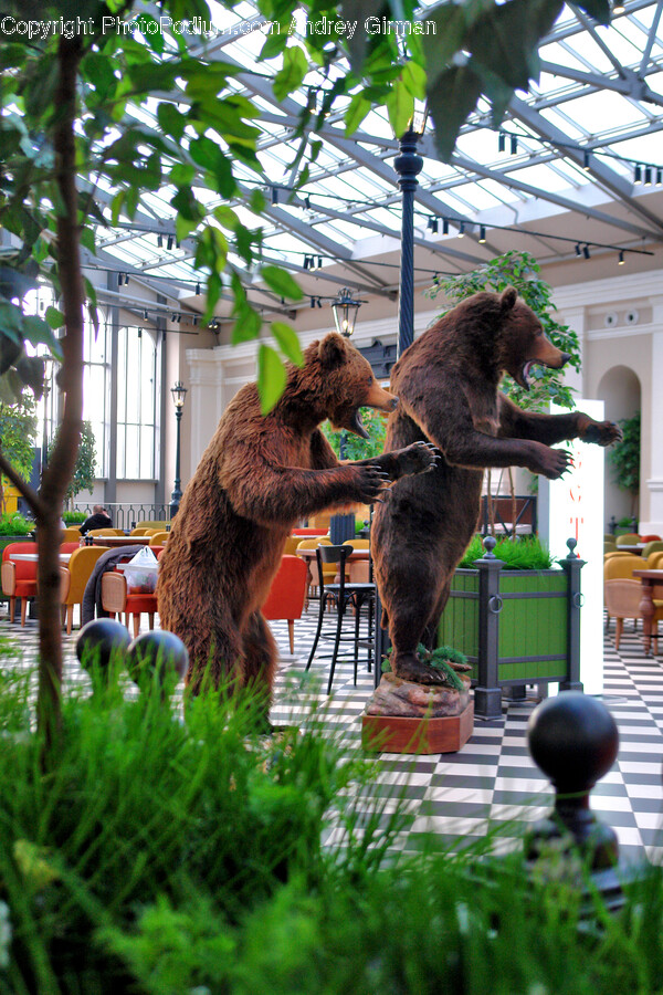Animal, Bear, Mammal, Wildlife, Architecture