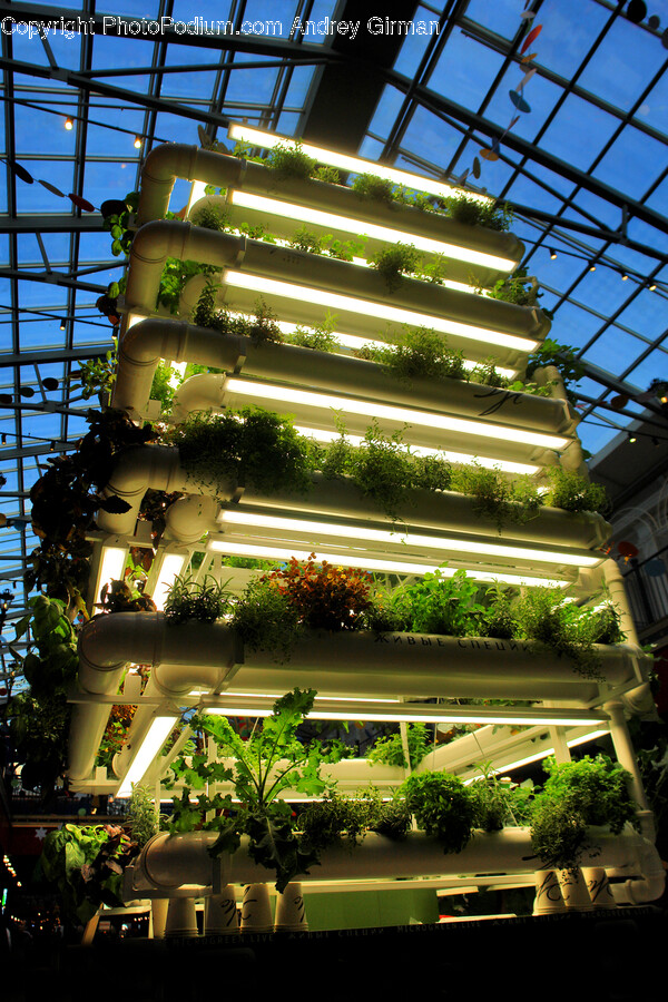 Garden, Nature, Outdoors, Window, Architecture