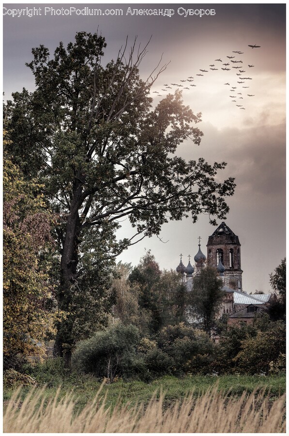 Plant, Tree, Architecture, Building, Spire