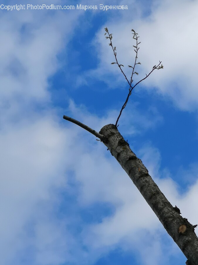 Plant, Tree, Tree Trunk, Nature, Outdoors
