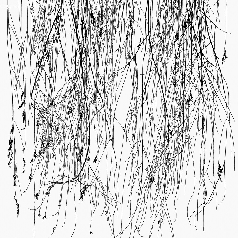 Plant, Tree, Art, Drawing, Willow