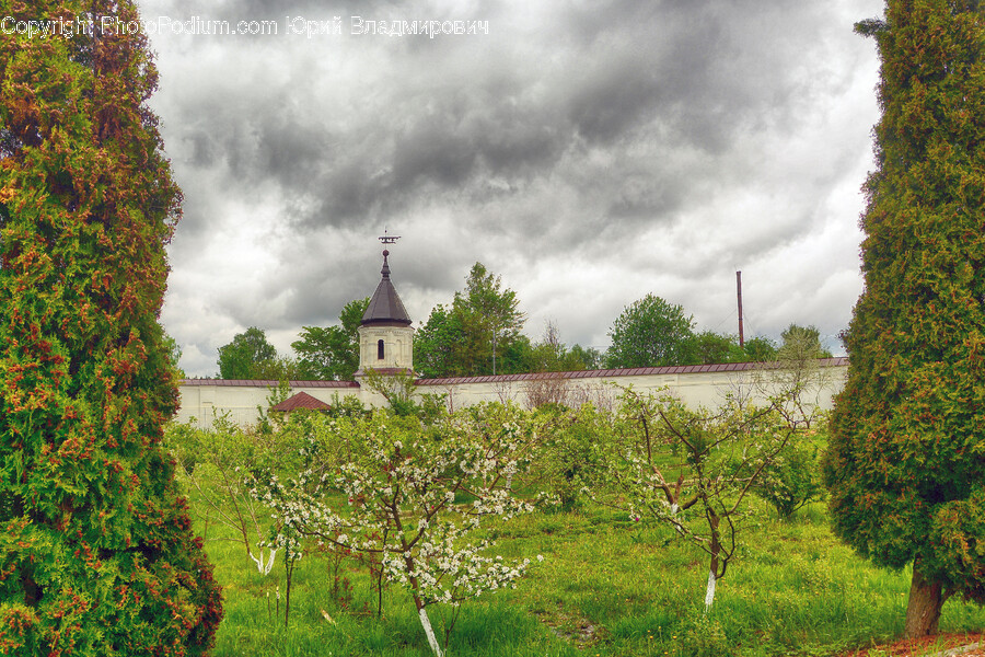 Architecture, Building, Spire, Tower, Plant
