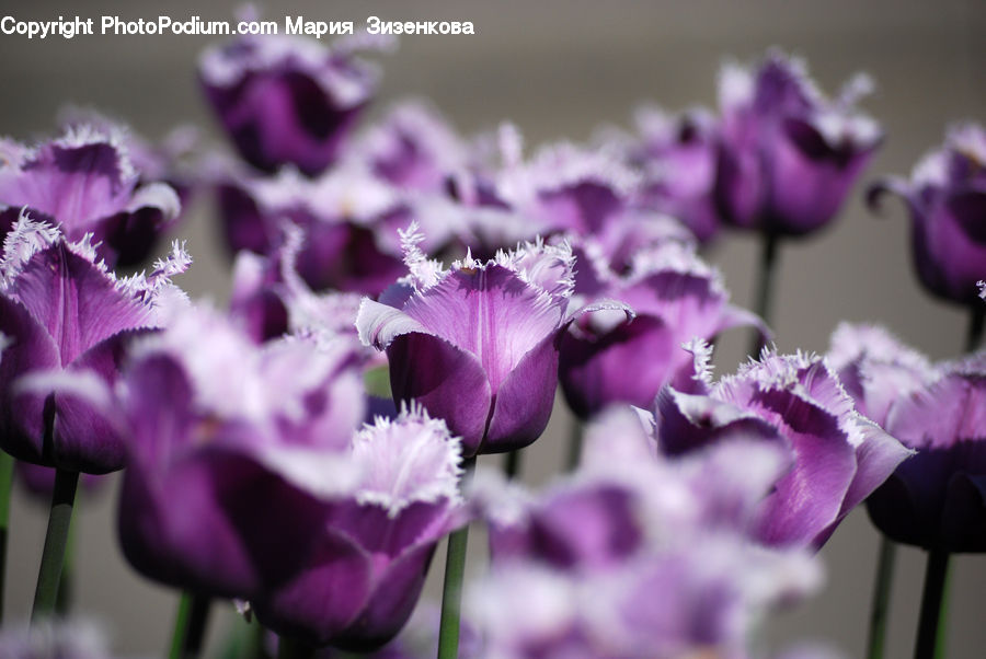 People, Person, Human, Flora, Flower, Gladiolus, Plant