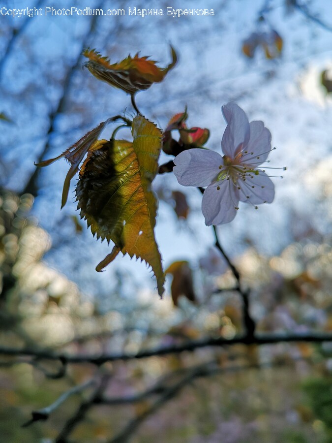 Plant, Pollen, Flower, Animal, Bird