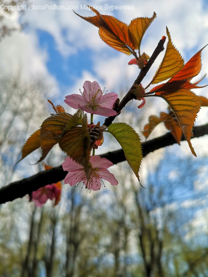 Flower, Plant, Petal, Pollen, Animal