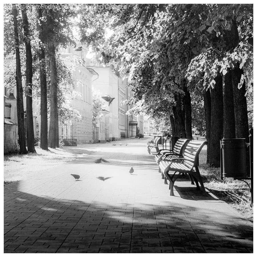 Bench, Furniture, Path, Animal, Bird