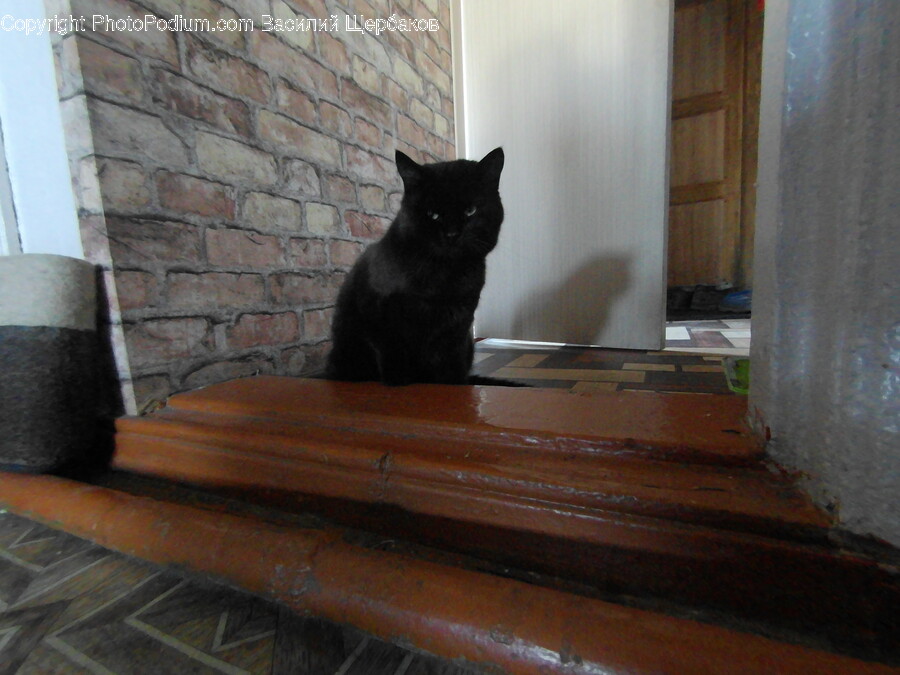 Wood, Hardwood, Animal, Cat, Mammal