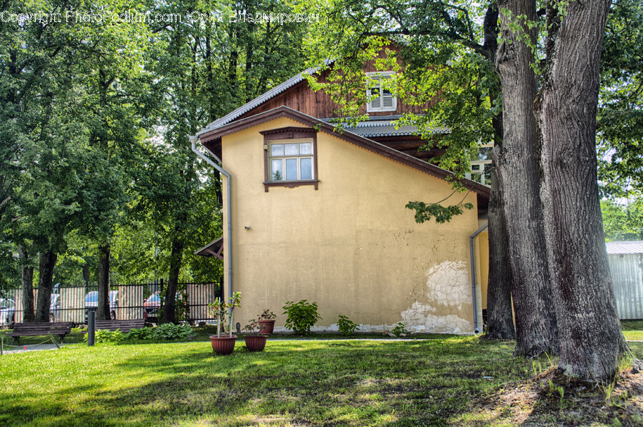 Plant, Tree, Tree Trunk, Architecture, Building