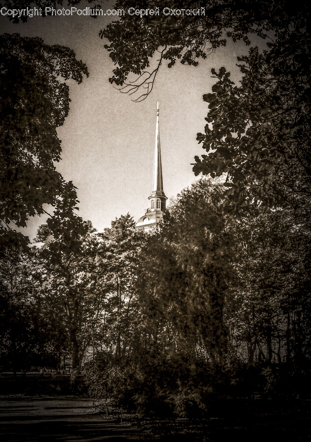Architecture, Building, Spire, Tower, Plant