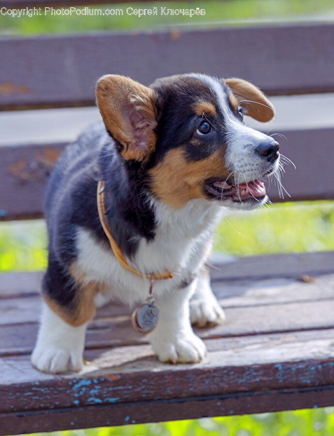 Animal, Canine, Dog, Mammal, Pet
