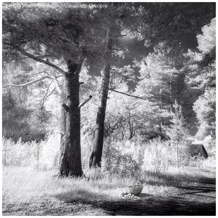 Plant, Tree, Tree Trunk, Vegetation, Nature