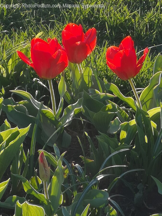 Flower, Plant, Petal, Rose, Tulip