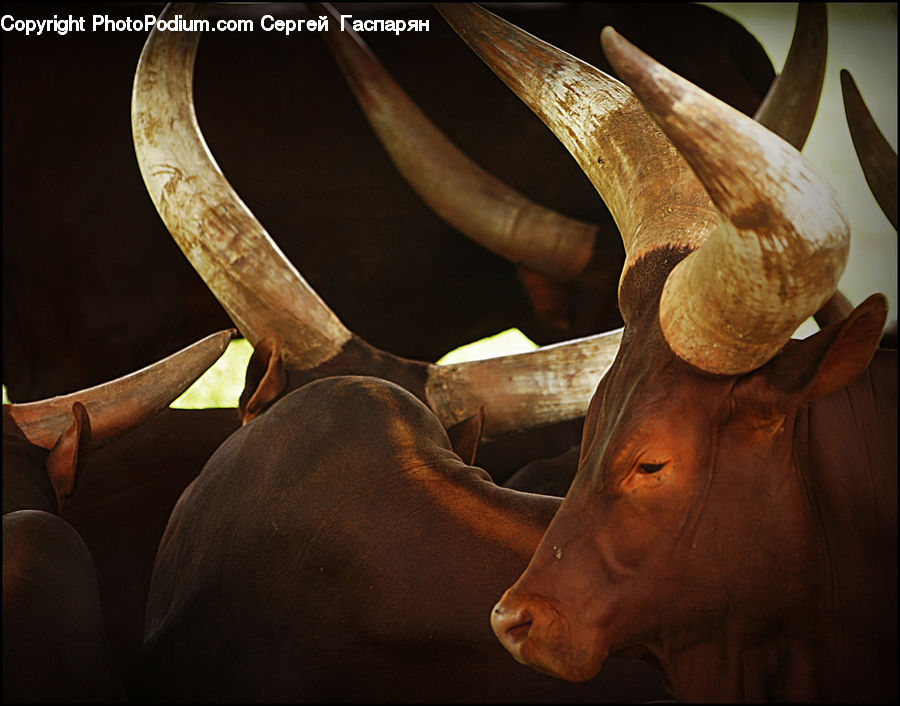 Angus, Animal, Bull, Mammal, Couch, Furniture, Bongo