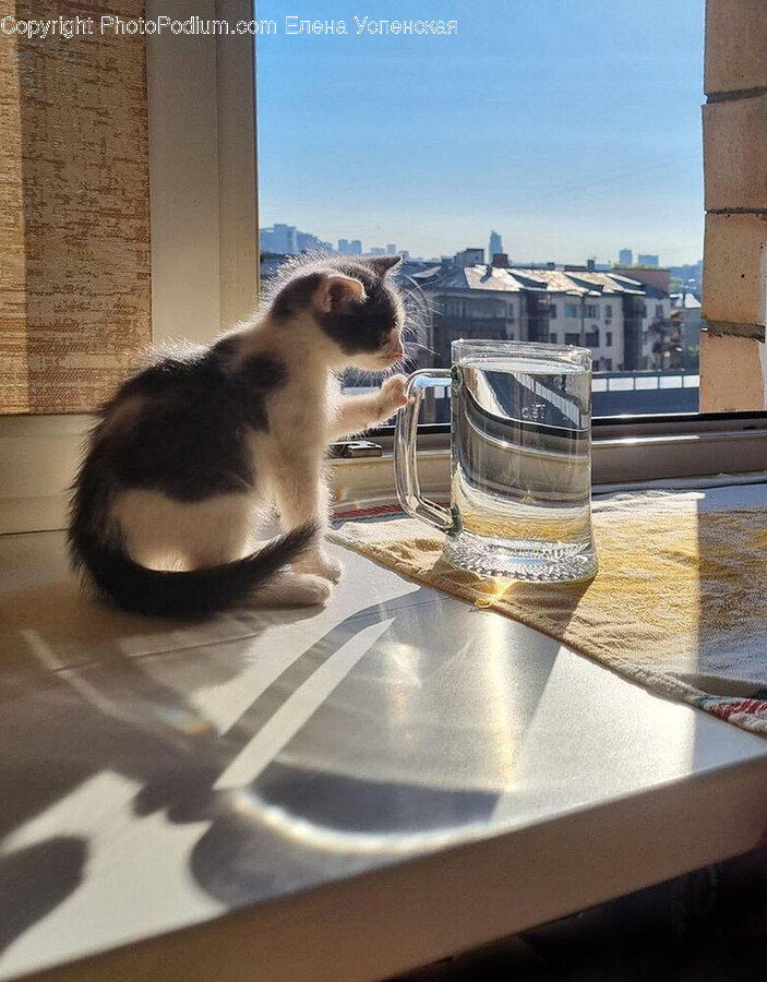 Glass, Furniture, Table, Animal, Cat
