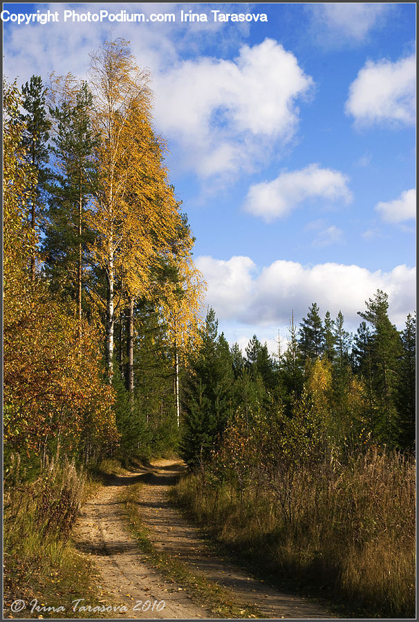 Dirt Road, Gravel, Road, Plant, Tree