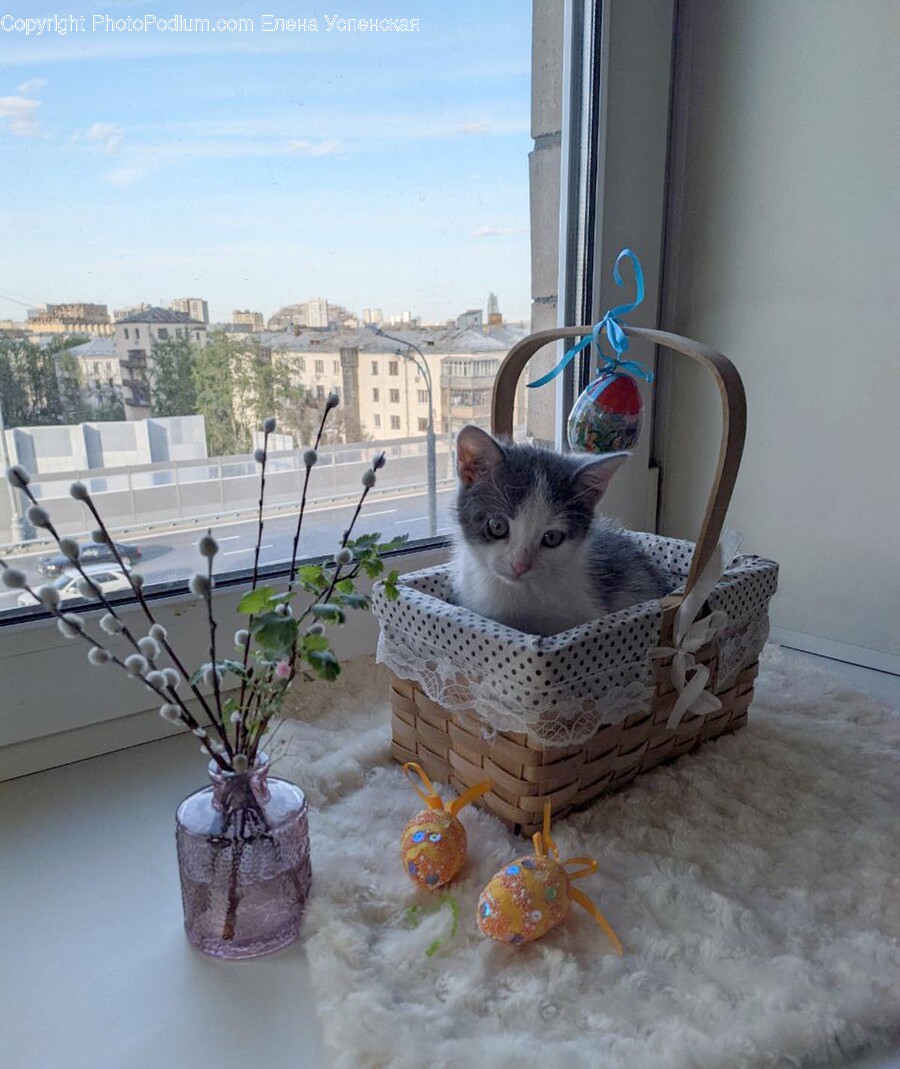Fun, Animal, Cat, Mammal, Pet