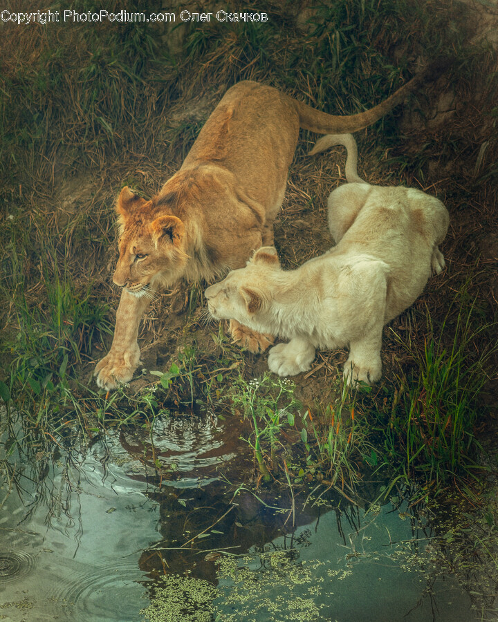 Animal, Lion, Mammal, Wildlife, Outdoors