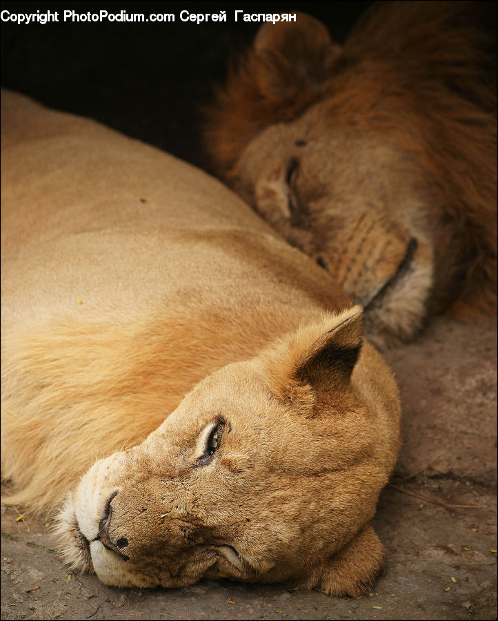Asleep, Hug, Kiss, Abyssinian, Animal, Cat, Mammal