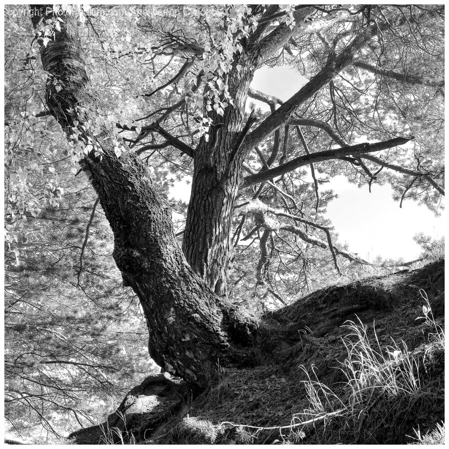 Plant, Tree, Tree Trunk, Vegetation, Oak