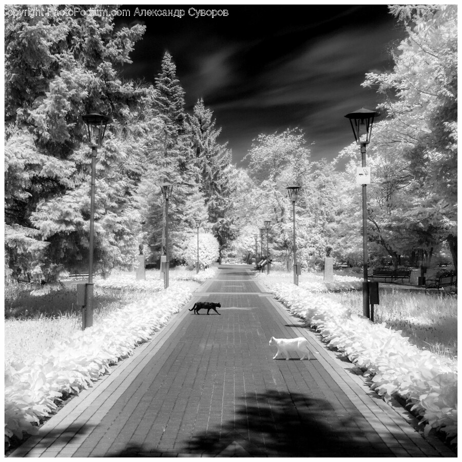 Plant, Tree, Fir, Path, Sidewalk