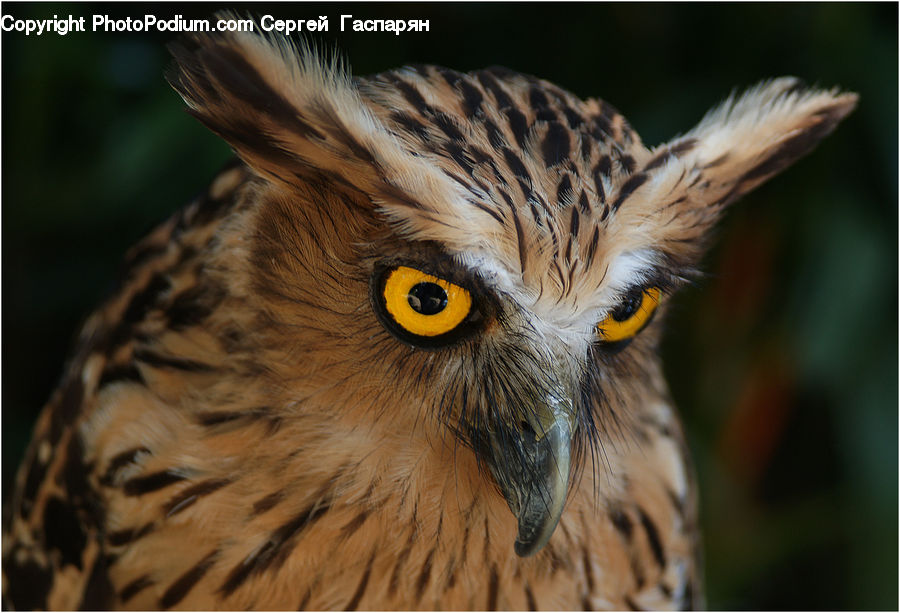 Bird, Buzzard, Harrier, Hawk, Vulture, Beak, Head