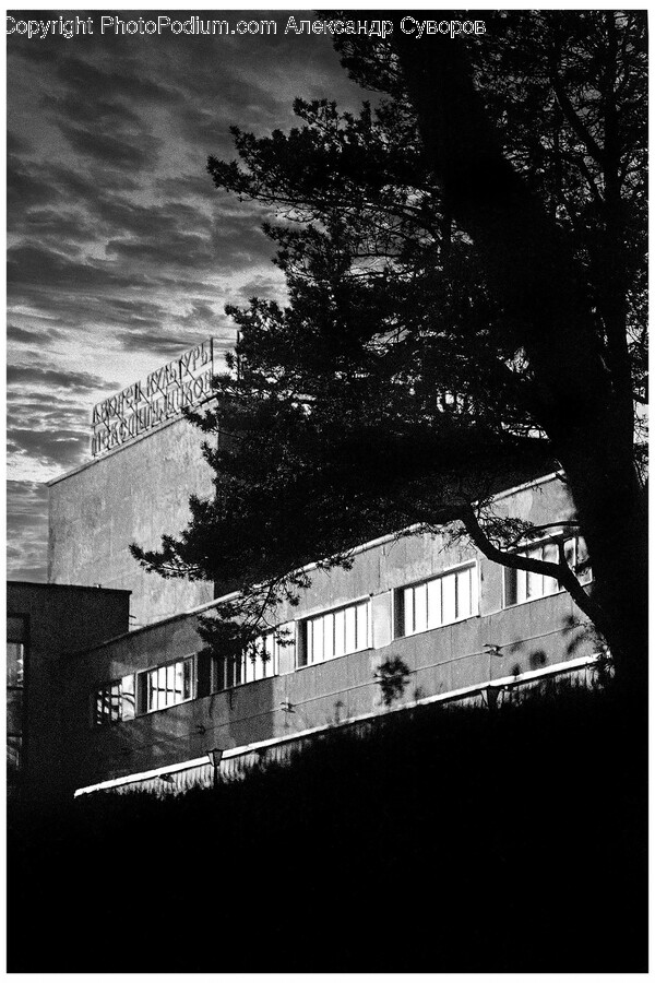 Plant, Tree, Silhouette, Architecture, Building