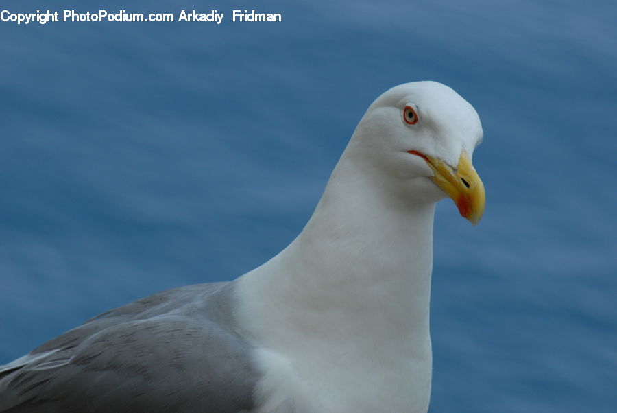 Bird, Seagull, Beak, Albatross