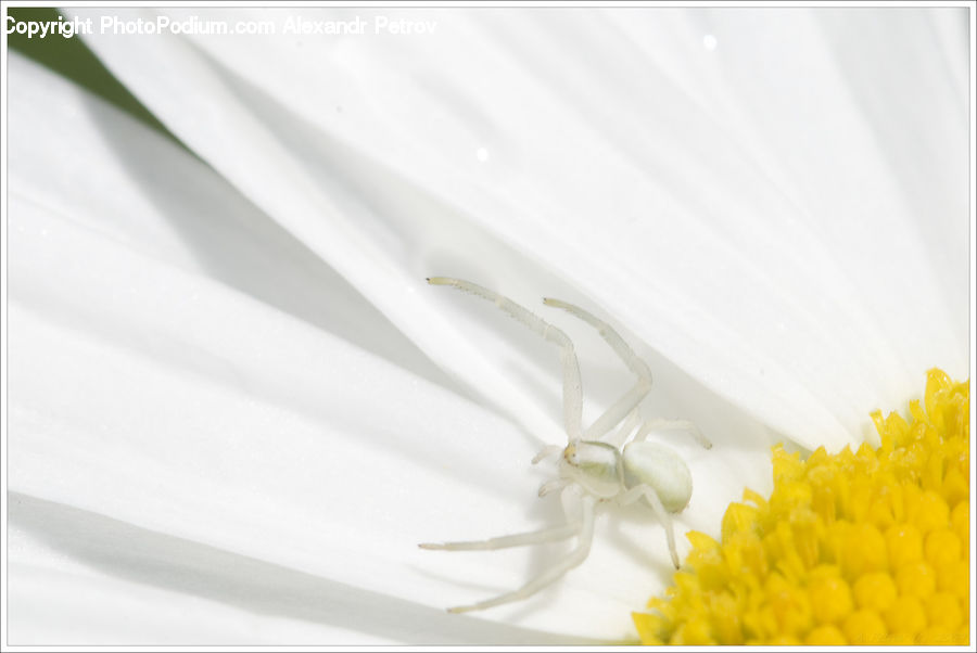 Cosmos, Daisies, Daisy, Flower, Plant, Blossom, Daffodil