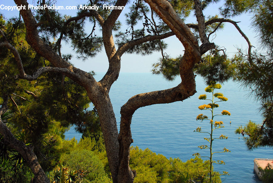 Conifer, Fir, Plant, Tree, Vegetation, Forest, Jungle