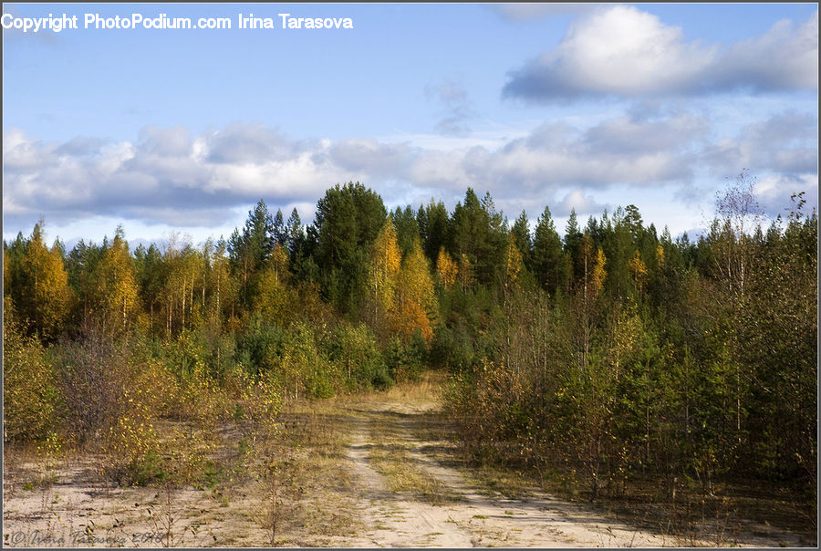 Dirt Road, Gravel, Road, Outdoors, Wilderness, Conifer, Fir
