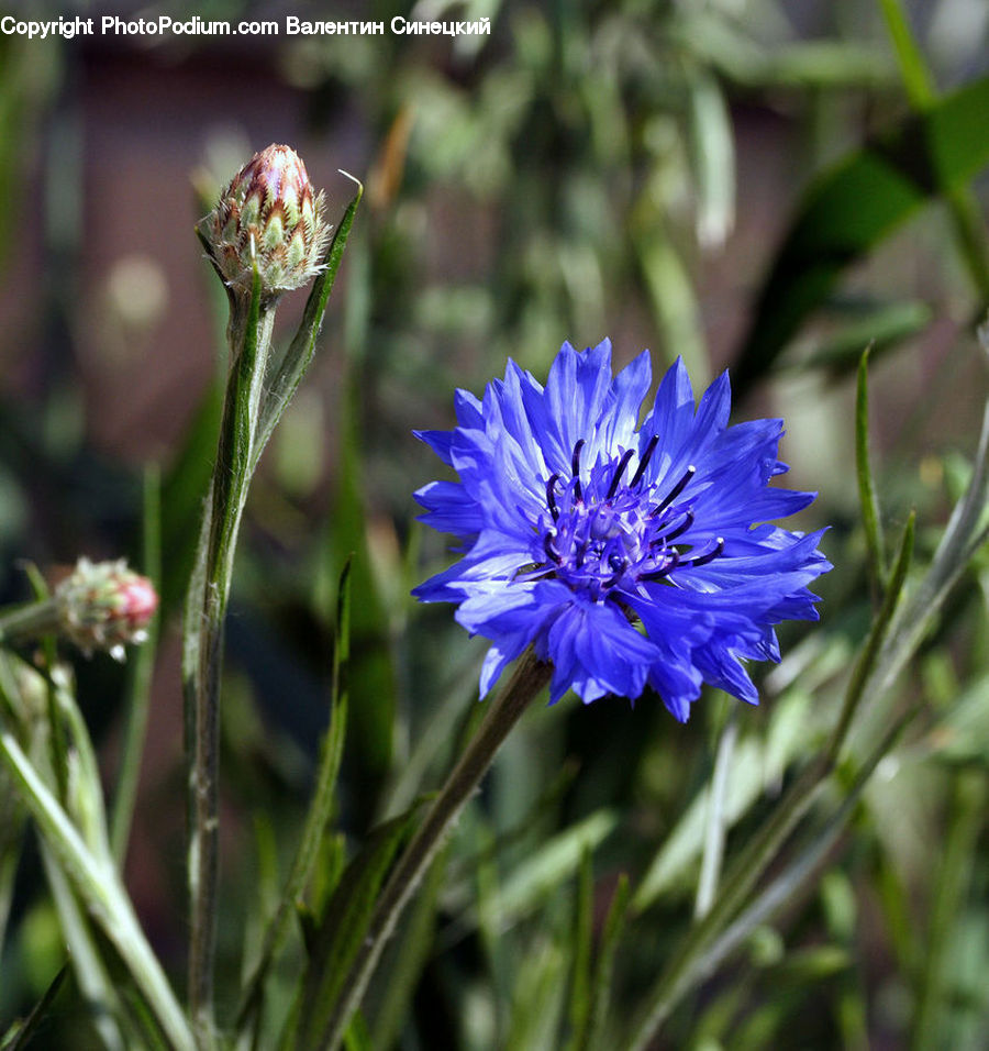 Field, Grass, Grassland, Plant, Blossom, Flora, Flower