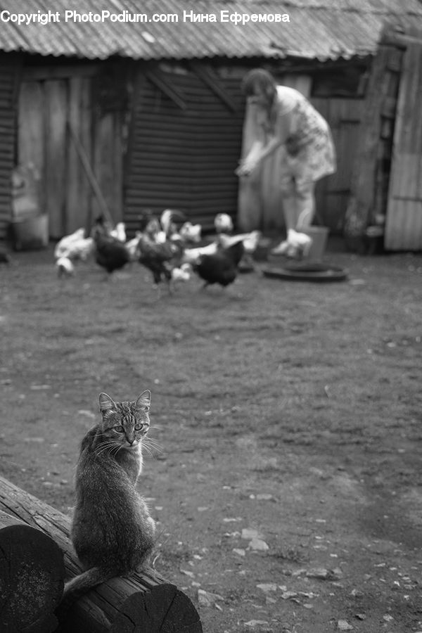 People, Person, Human, Animal, Carpenter, Adorable, Countryside