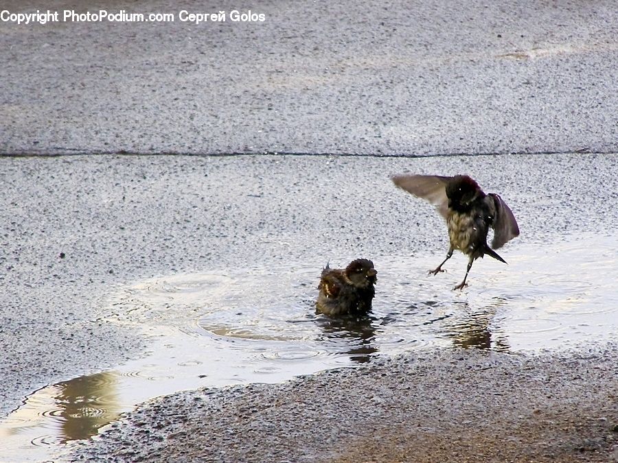 Bird, Swallow, Kite Bird