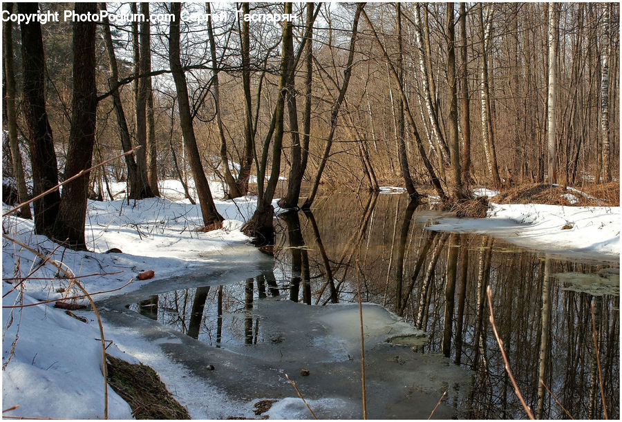Birch, Tree, Wood, Ice, Outdoors, Snow, Forest
