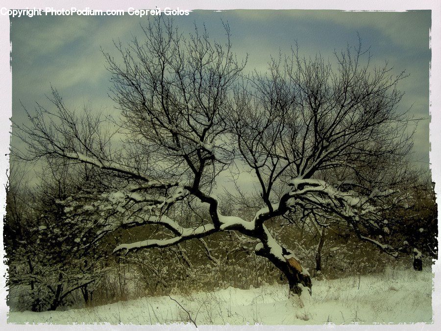 Plant, Tree, Oak, Wood, Birch, Art, Modern Art