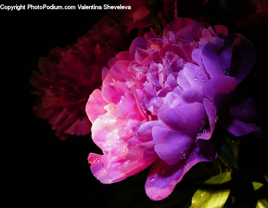 Blossom, Flower, Peony, Plant, People, Person, Human