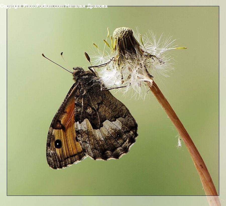 Butterfly, Insect, Invertebrate, Bee, Asilidae