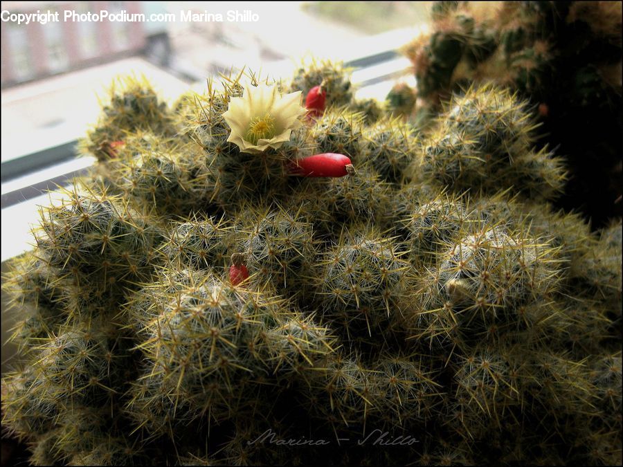 Cactus, Plant, Conifer, Fir, Tree, Bush, Vegetation