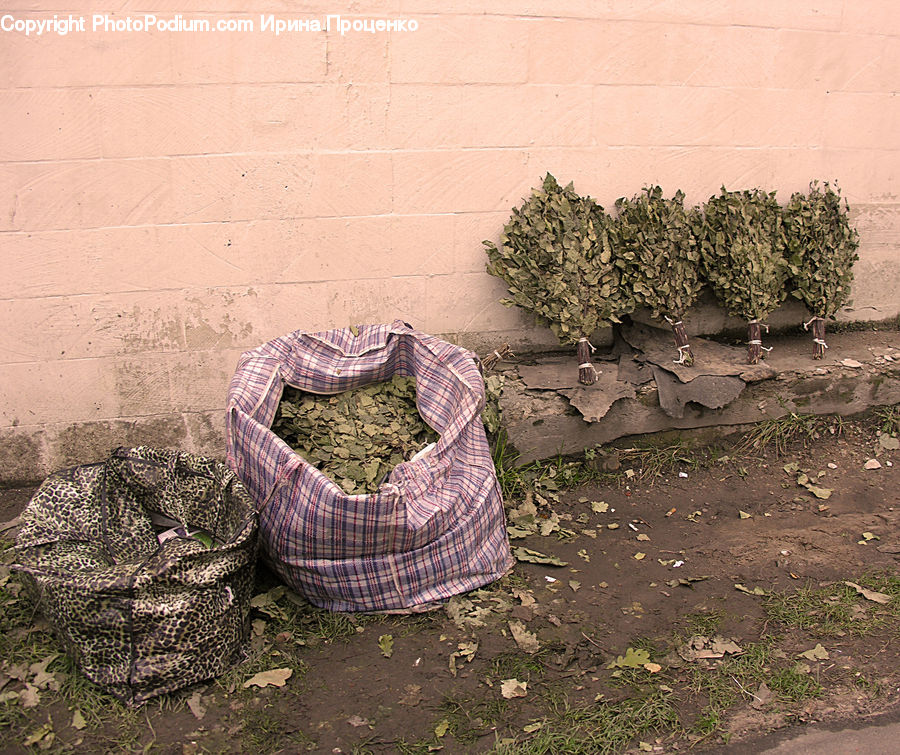 Rattlesnake, Reptile, Snake, Bonsai, Plant, Potted Plant, Tree