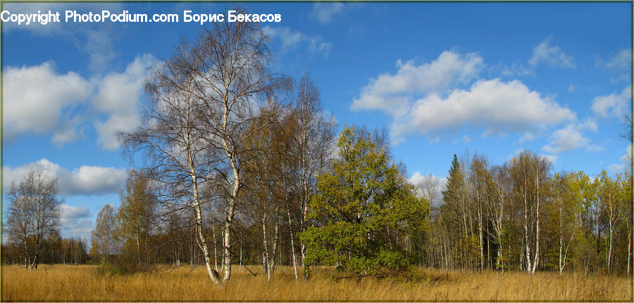Field, Grass, Grassland, Land, Outdoors, Birch, Tree