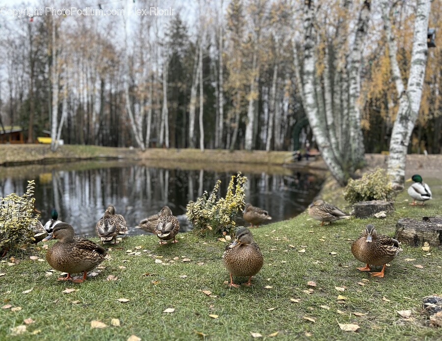 Nature, Outdoors, Pond, Water, Plant