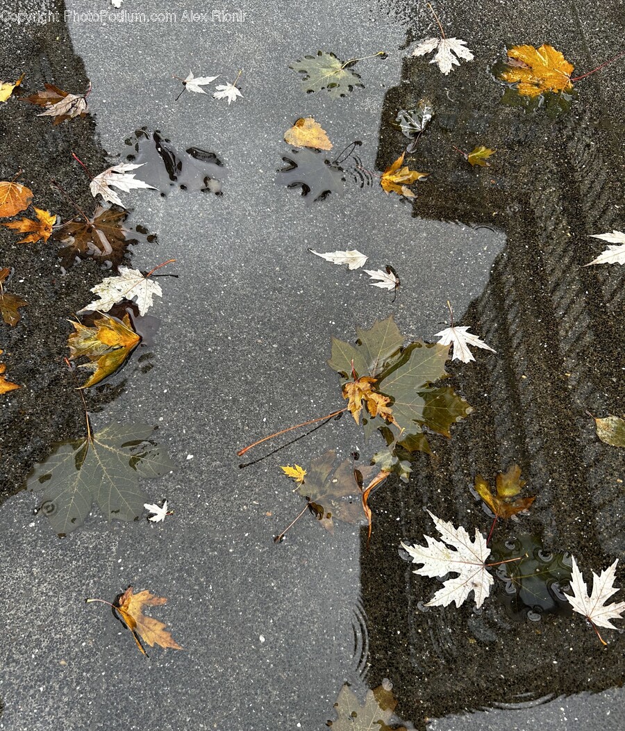 Leaf, Plant, Water, Tree, Maple